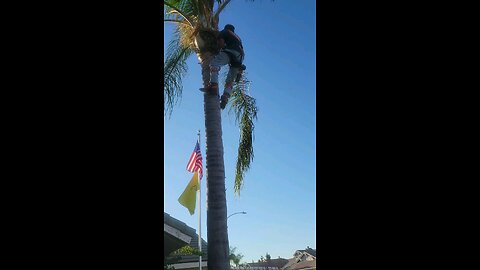 trimming the palm tree