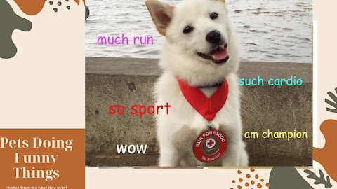 Best Funny Cats And Dogs Memes Videos 2021