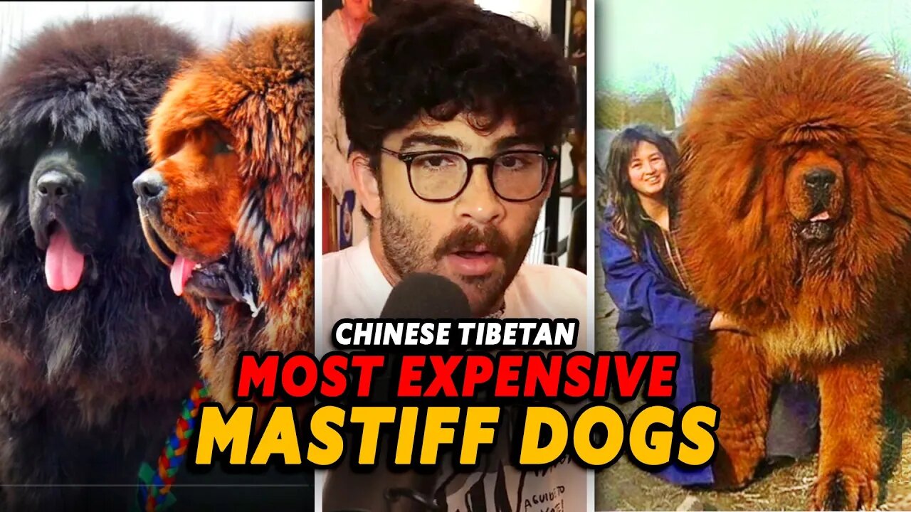 Hasanabi reacts to MOST EXPENSIVE Tibetan Mastiff Dogs