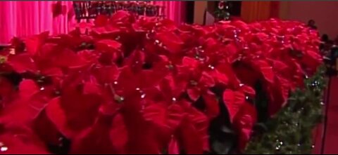 It's National Poinsettia Day