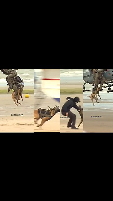 TACTICAL DOG IN ACTION