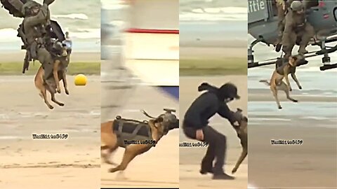 TACTICAL DOG IN ACTION
