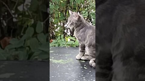 FINE A$$ MR 🐒 BABY THE KITTY. NOW MONKEYMAN! LOVELY BEAUTIFUL CREATURE FM GOD. WOW!