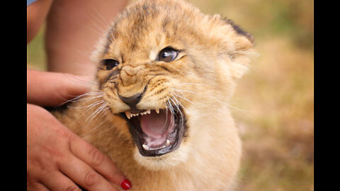 Cute baby cub lion Playing with his friend🦁 💕 ▶️Subscribe◀️