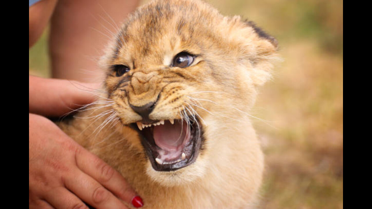 Cute baby cub lion Playing with his friend🦁 💕 ▶️Subscribe◀️