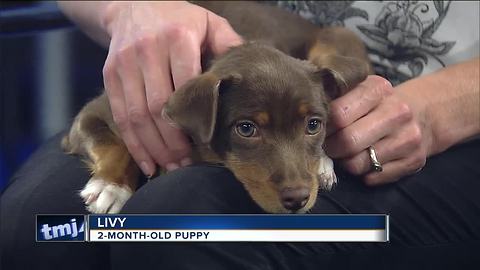 Ask the Expert: Finding your perfect pet