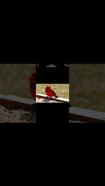 Cardinals like to cover themselves in ants #birds #shorts