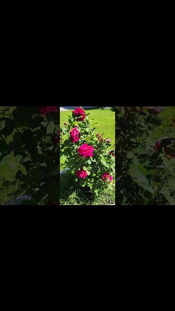 5 Roses, thank you Sheila for the transplant 😄