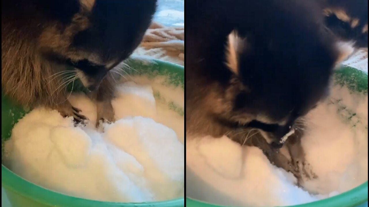 Raccoon sees snow for the first time