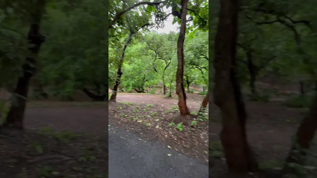 Nature ❤️ #trendingshorts #shortvideo #travel #youtubeshorts #shorts #youtubevideos #shortsfeed