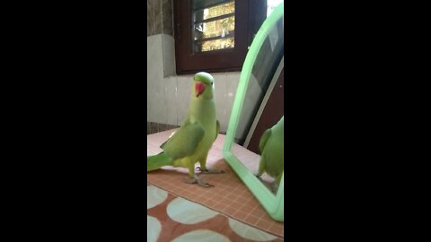 Mitthu was playing