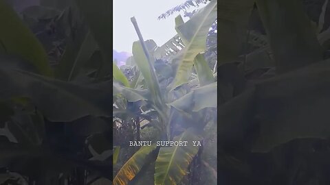 estetik alam #estetikalam #aestheticnature #shortsfyp