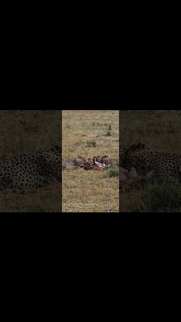Cheetah Feast! #shorts | #ShortsAfrica | #Septdailyshorts