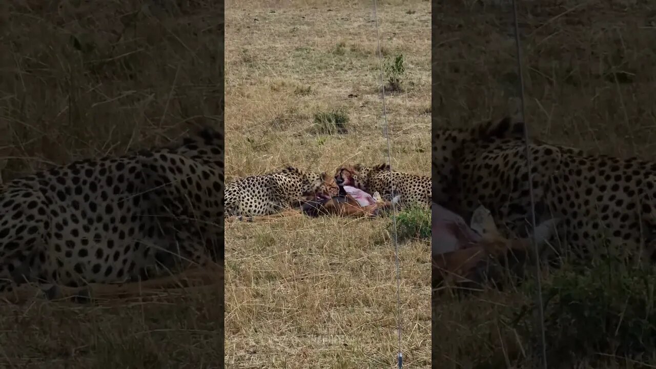 Cheetah Feast! #shorts | #ShortsAfrica | #Septdailyshorts