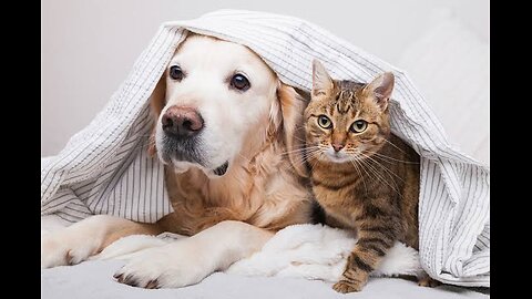 Relationship between Cat and dog