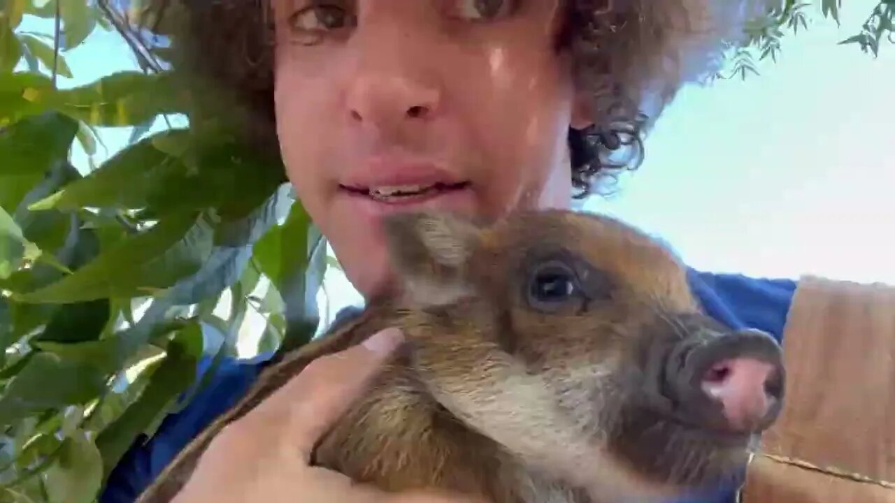 Capybara vs Piglet (Quandale Dingle Dies)-6