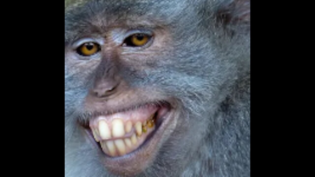 Funny video