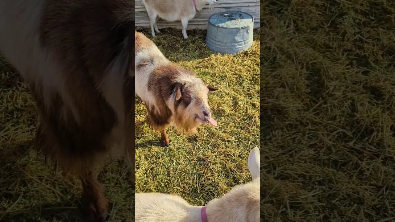 It's breeding time 😂 #goats #funny #farmlife #homesteading #homestead