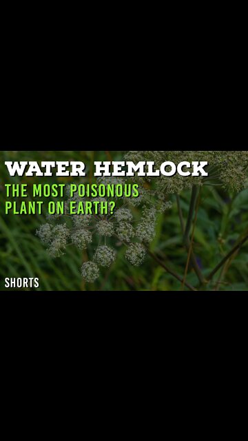 Which Is The Most POISONOUS Plant On Earth? | Water Hemlock