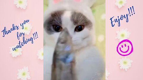 Dogs and Cats Funny - Cat Eating Fish 😻 Cuteness Show😻🐶😍
