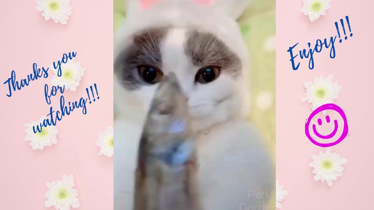 Dogs and Cats Funny - Cat Eating Fish 😻 Cuteness Show😻🐶😍
