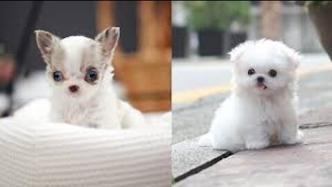 Cutest Puppies Doing Funny Things 2020♥ #1 | Cute Animals