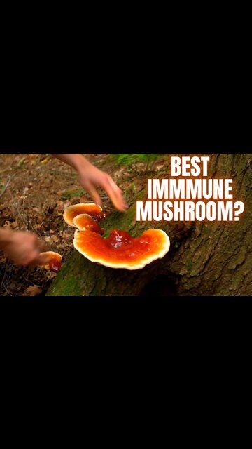 Immune Boosting Mushroom You Can Find in the Forest!