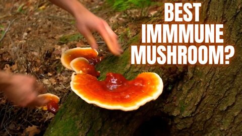 Immune Boosting Mushroom You Can Find in the Forest!