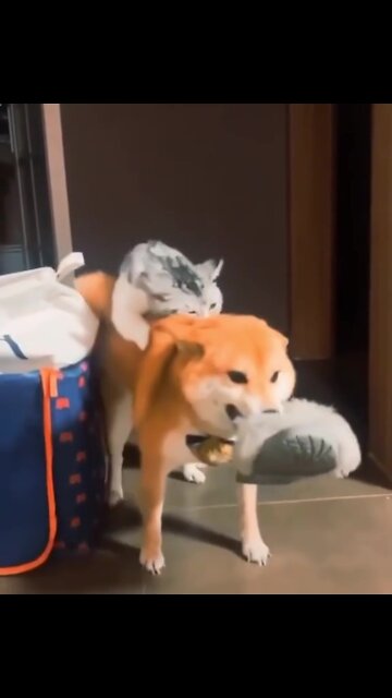 Ginger cat riding a dog / The cat grabbed the husky with his teeth and rides it
