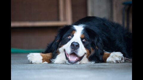 FUN WITH DOG / FUNNY ANIMALS / CARBON FUN ABOUT ANIMALS