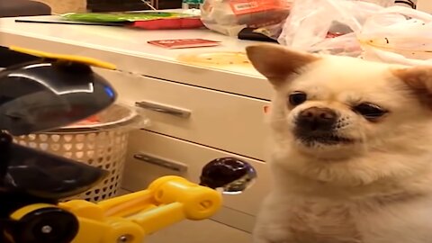 Funny And Cute Pets - Try Not To Laugh To These Pets Compilation