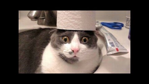 Best Cute and Funny Cats and Dogs 2019 - 2022 💕 Funny Pet Videos