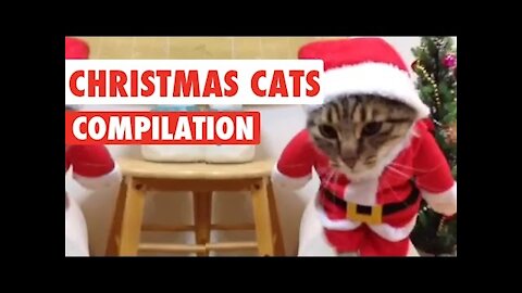 Christmas Cats Video Compilation 2022,absolutely loves her unique Christmas present.