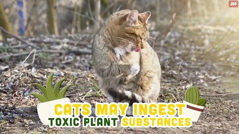 20 Common Mistakes Cat Owners Make