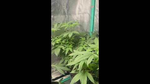 2x4 Tent Grow