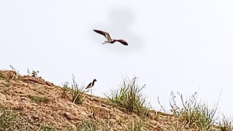 Try to catch the bird | Natural bird view
