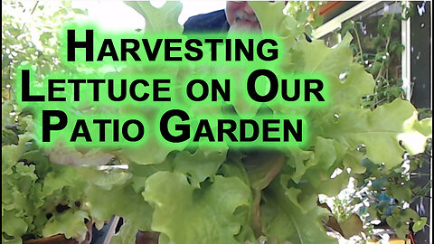 Let’s Harvest Some Lettuce and Chard From Our Patio Garden [Food Eating ASMR]