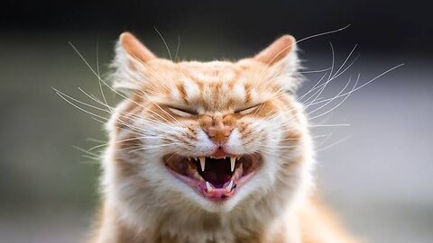 Cute Cat Funny Moments. Episode - 42