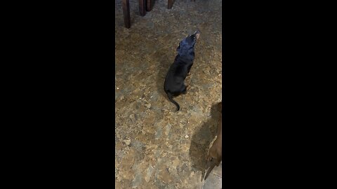 dachshund sings let me love u by omarion