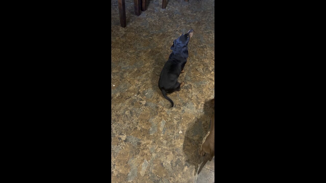 dachshund sings let me love u by omarion