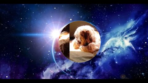 #dogshow, #amimals, #dogs, #shorts