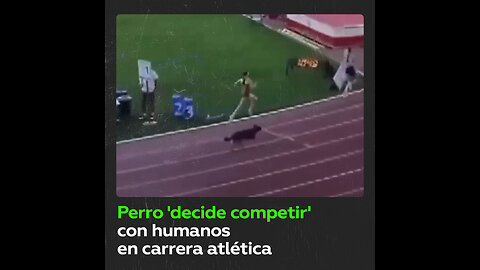 Perro reta a deportistas en una carrera atlética