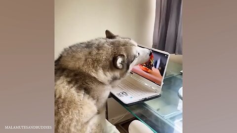 There are two types of DOGS in the world 🤣 Funny Animals Videos