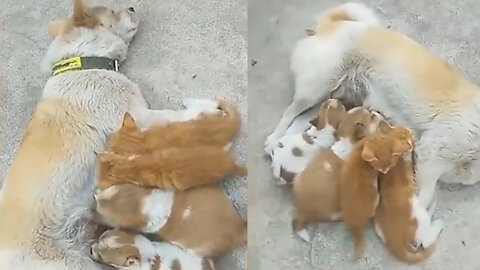 Don't know who our mother is ? 2 dog babies and 2 kittens, they drinking only 1 mother's milk.