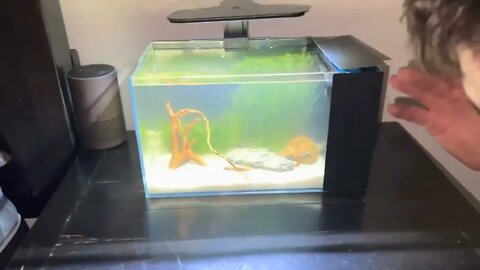 Catch rare ornamental fish in flooded ditches * 2