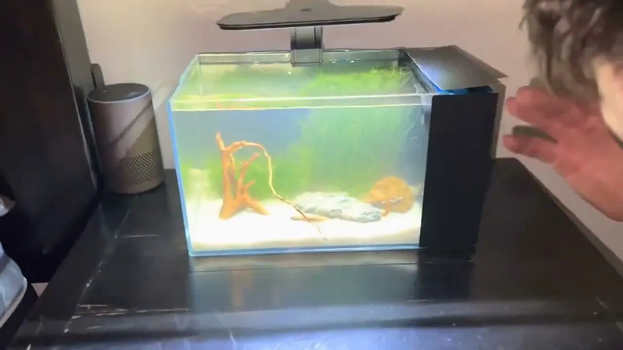 Catch rare ornamental fish in flooded ditches * 2