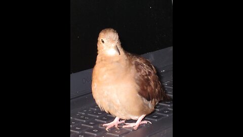The turtle dove that couldn't fly and found its home