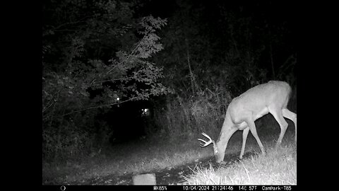 Buck Deer 10-04-2024