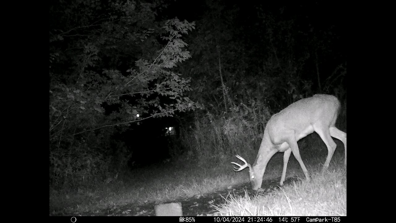 Buck Deer 10-04-2024