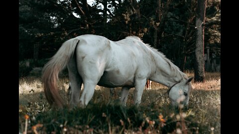 Dirty White Horse At Burgaz Island In Istanbul!